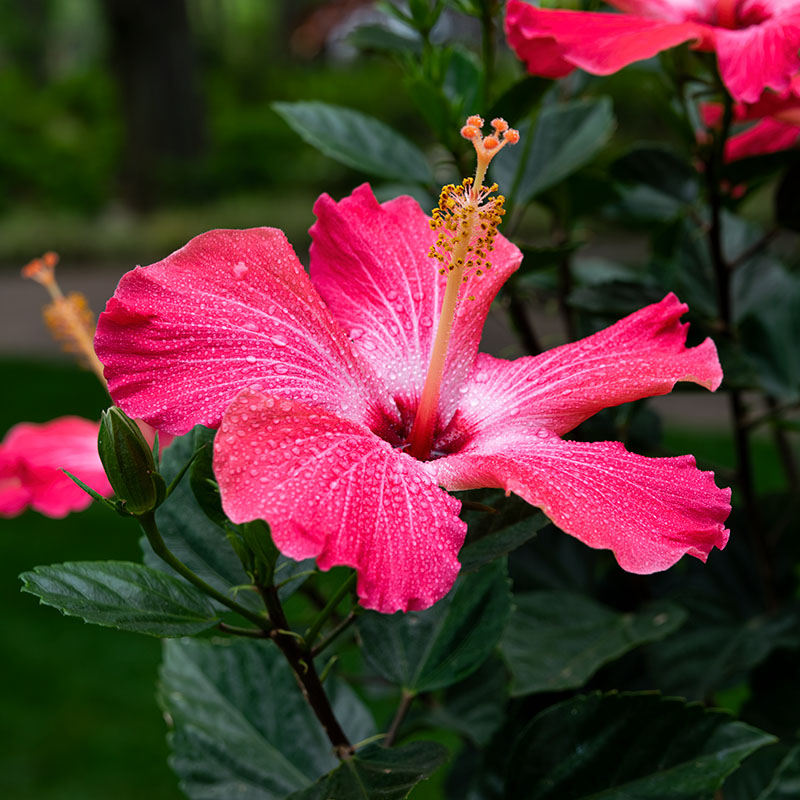 Hibiskus - co to?